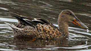 Canard souchet