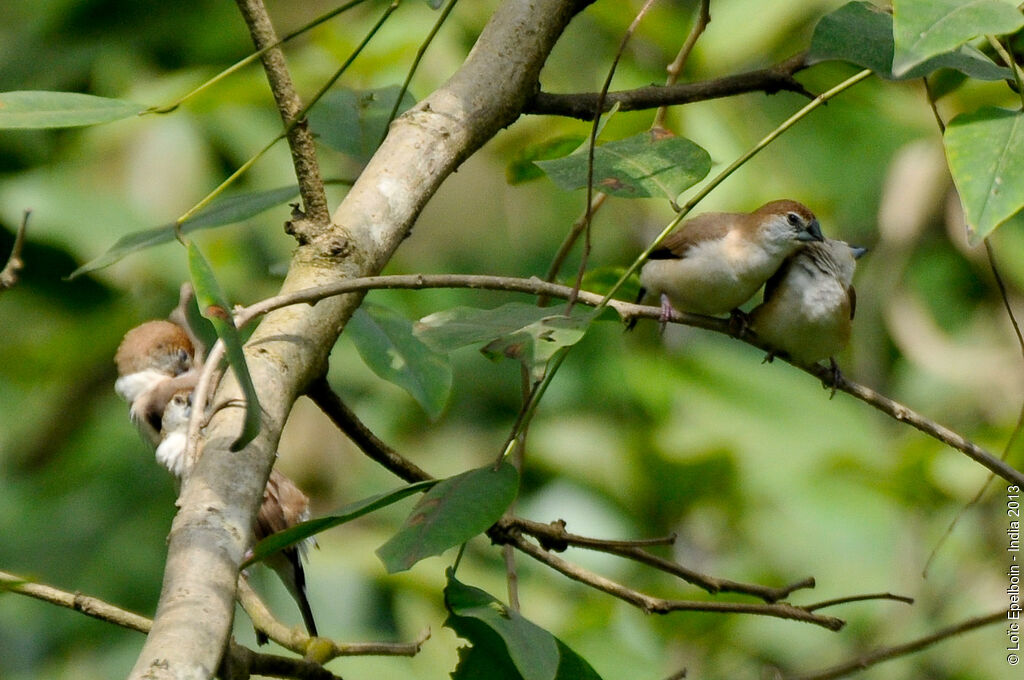 Indian Silverbill