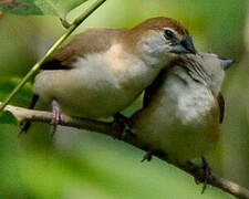 Indian Silverbill