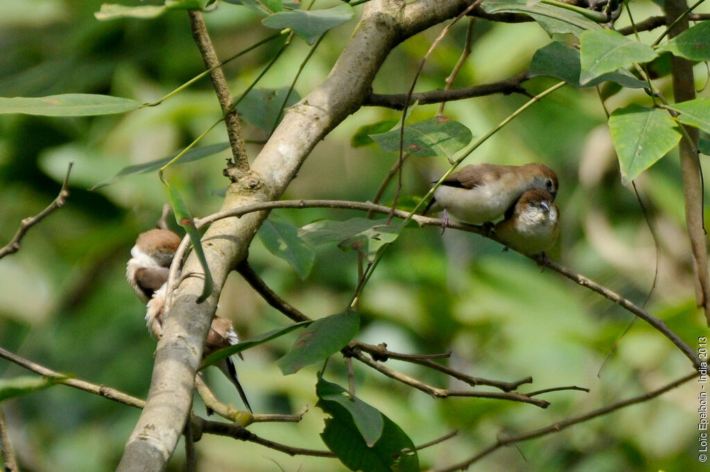 Indian Silverbill