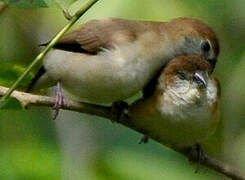 Indian Silverbill