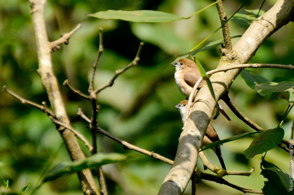 Indian Silverbill