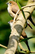 Indian Silverbill