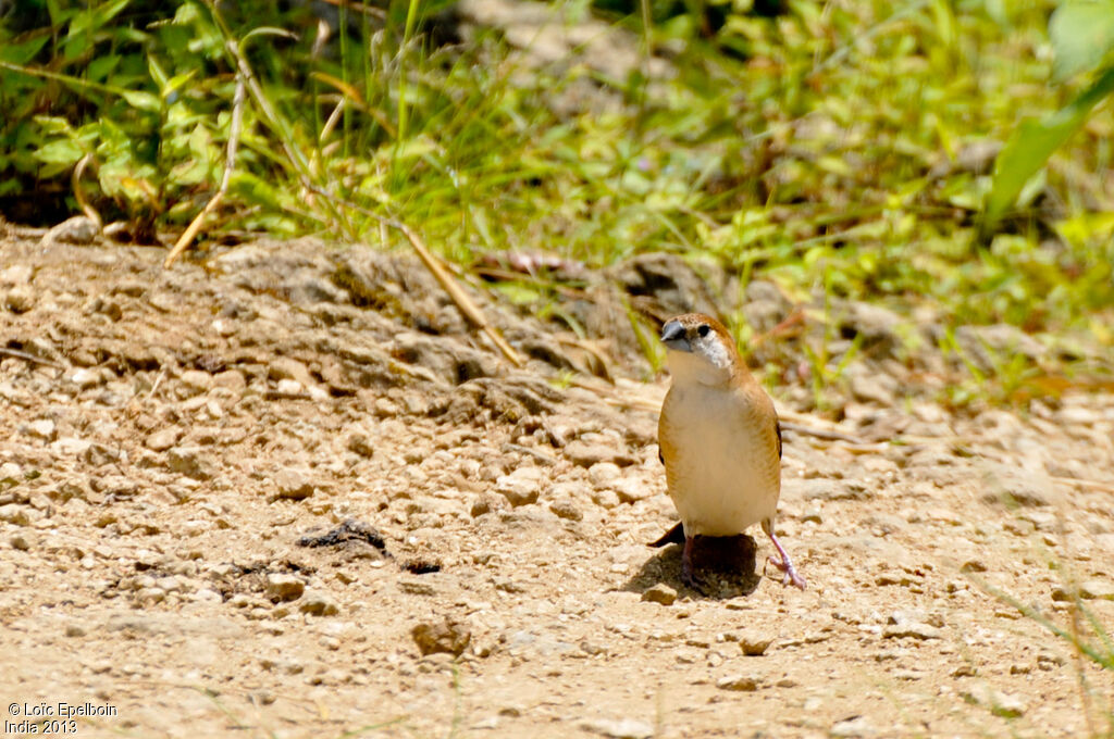 Indian Silverbill