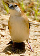 Indian Silverbill