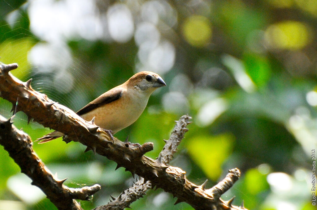 Indian Silverbill