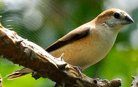 Indian Silverbill