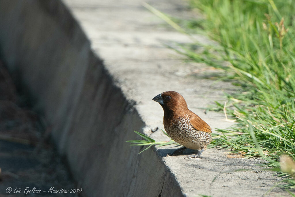 Scaly-breasted Munia