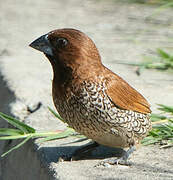 Scaly-breasted Munia