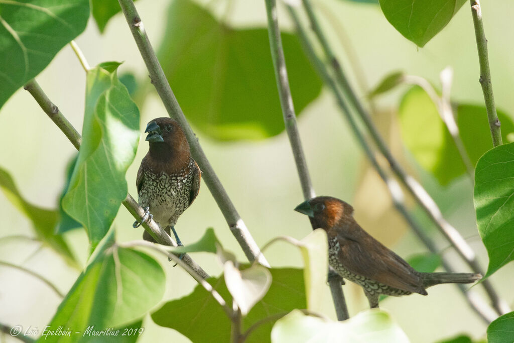 Scaly-breasted Munia