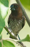 Scaly-breasted Munia