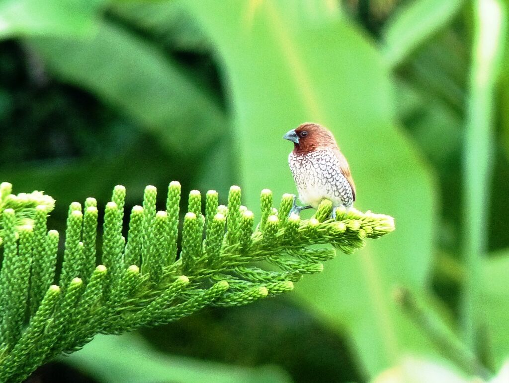 Scaly-breasted Munia