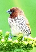 Scaly-breasted Munia