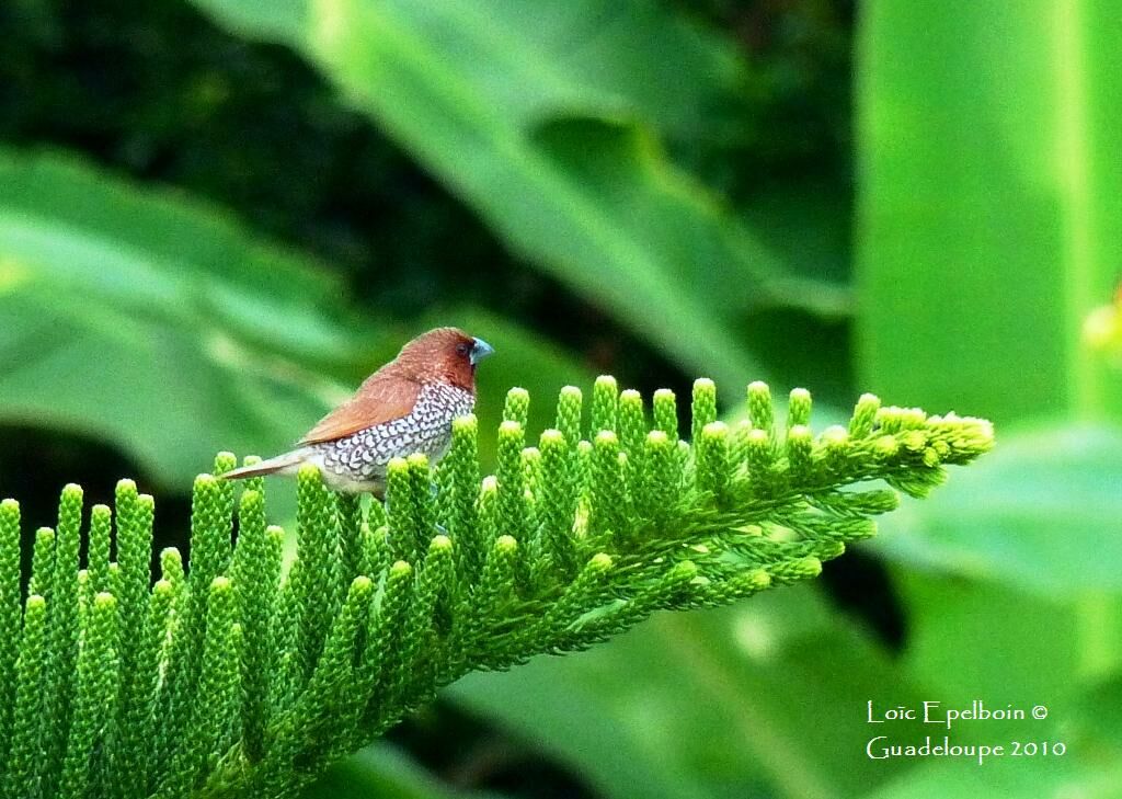 Scaly-breasted Munia