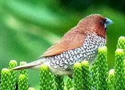 Scaly-breasted Munia