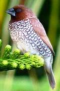 Scaly-breasted Munia