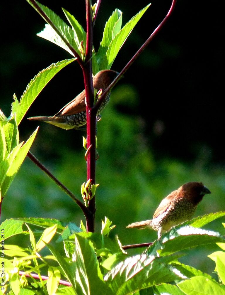 Scaly-breasted Munia