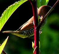 Scaly-breasted Munia