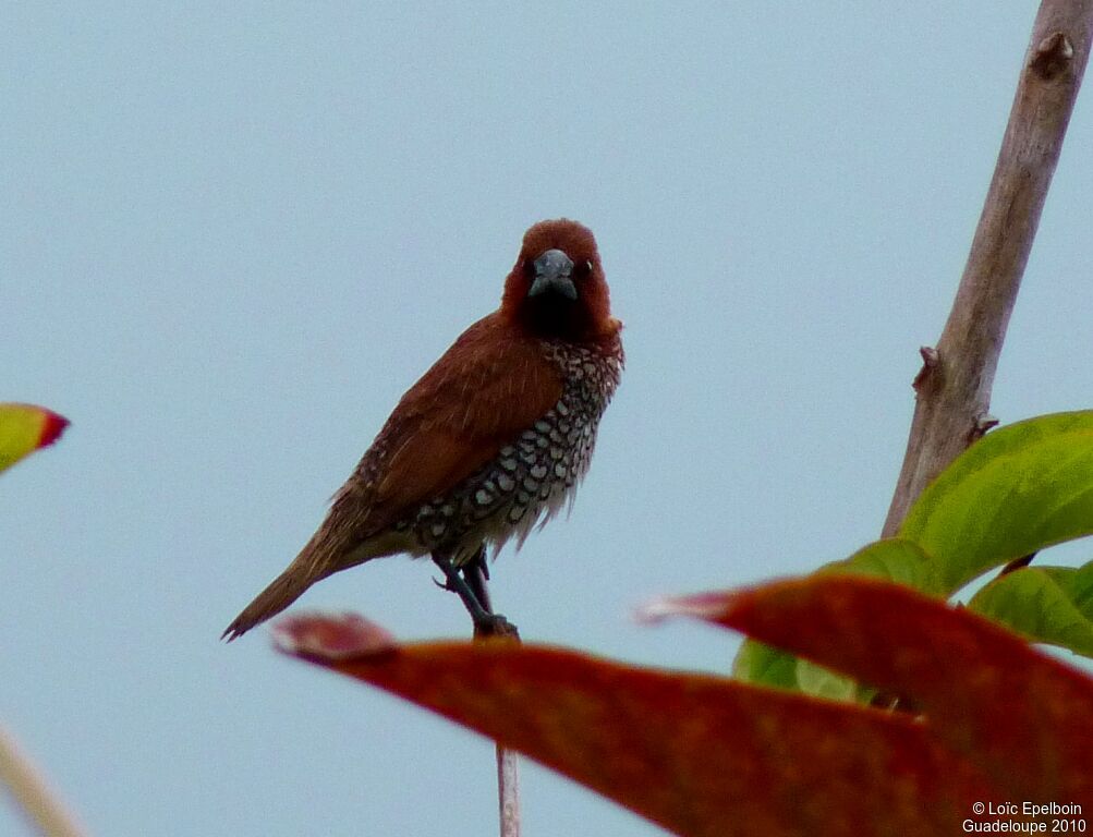 Scaly-breasted Munia