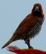 Scaly-breasted Munia