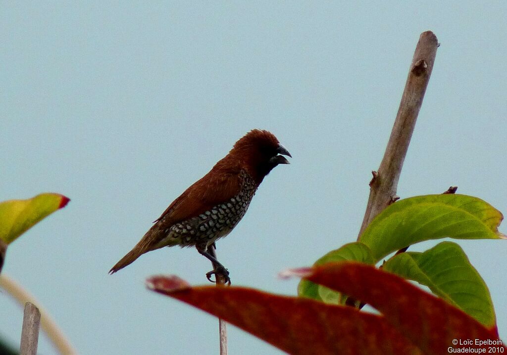 Scaly-breasted Munia