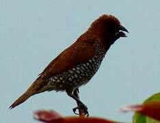 Scaly-breasted Munia