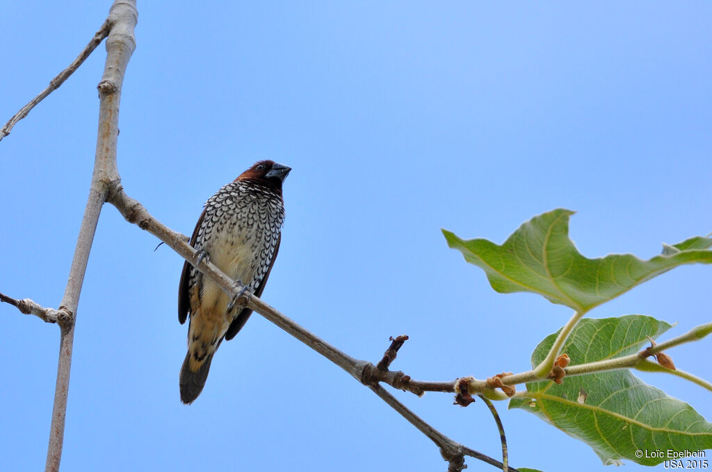 Scaly-breasted Munia