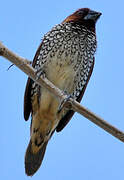 Scaly-breasted Munia