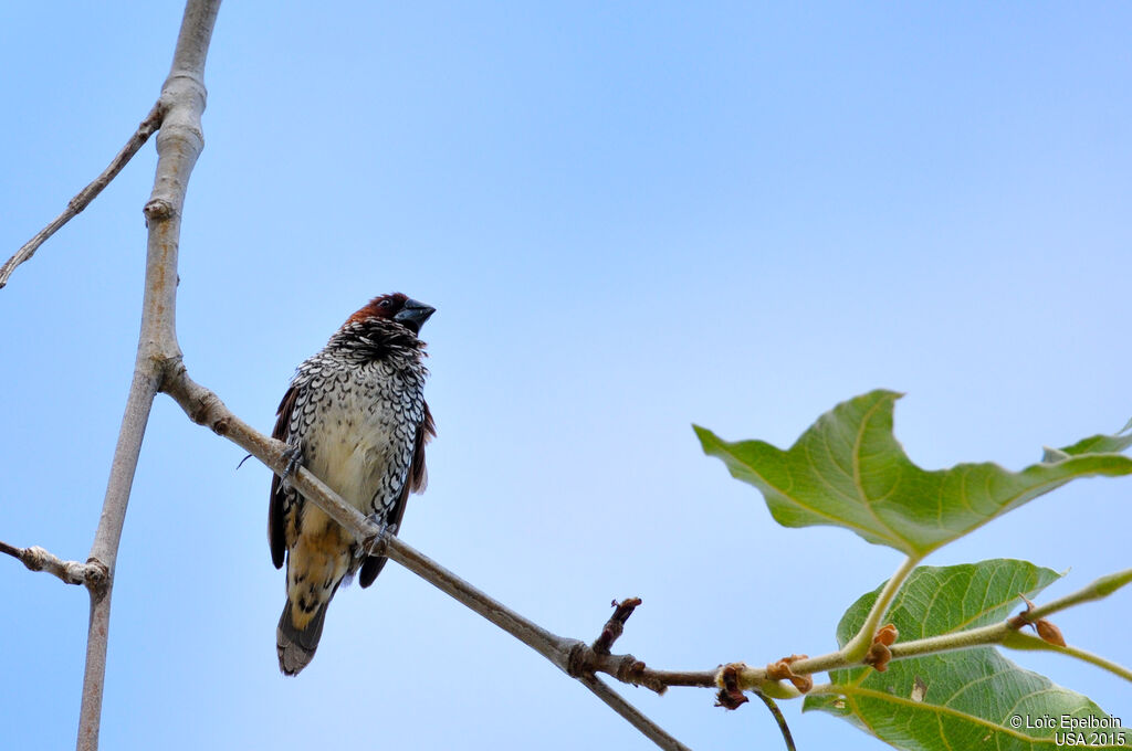 Scaly-breasted Munia