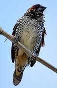 Scaly-breasted Munia