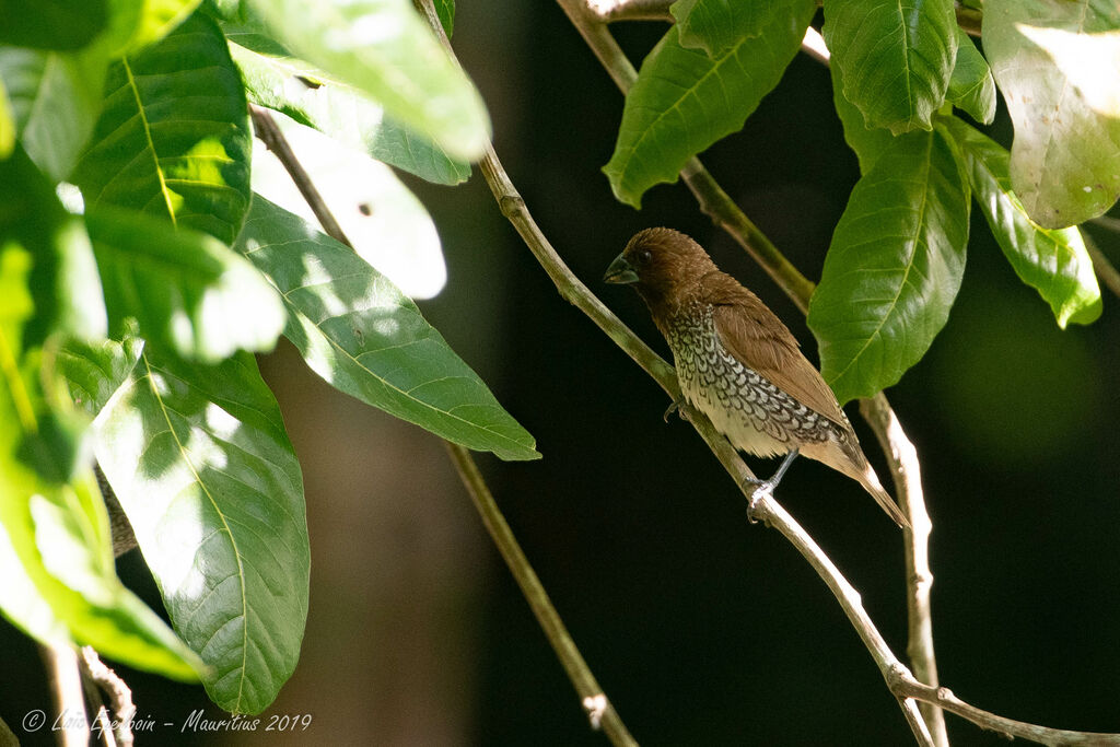 Scaly-breasted Munia