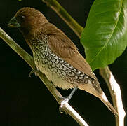 Scaly-breasted Munia