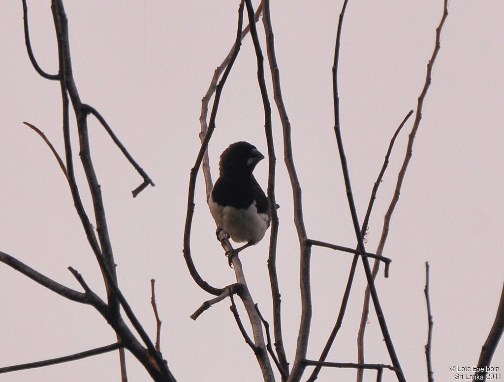 White-rumped Munia