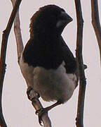 White-rumped Munia