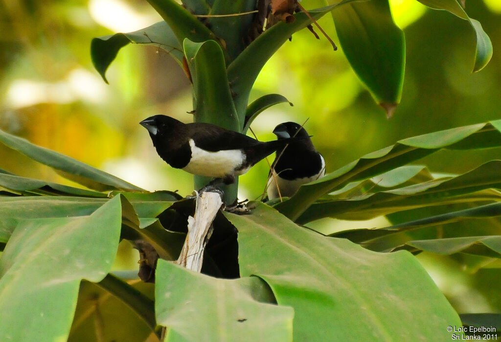 White-rumped Munia