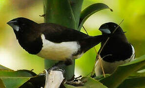 White-rumped Munia