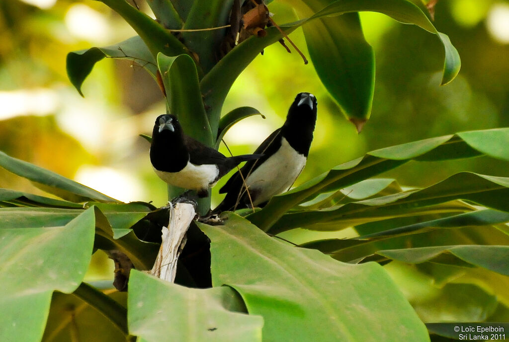 White-rumped Munia