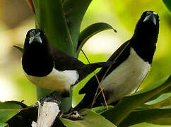 White-rumped Munia