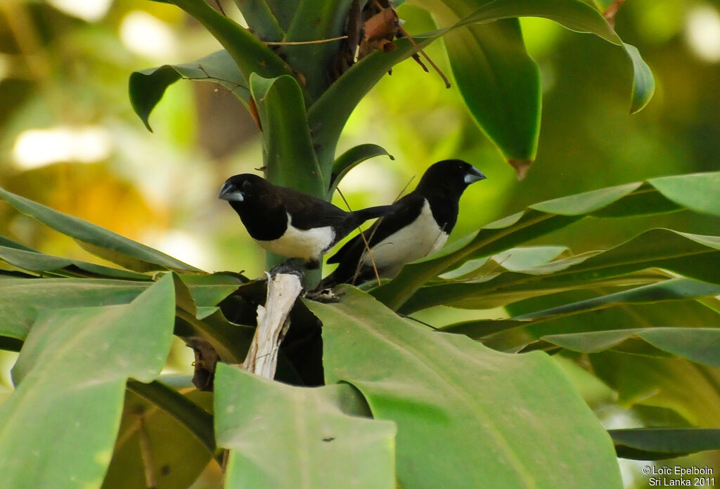 White-rumped Munia