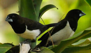 White-rumped Munia