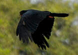 Caracara à gorge rouge