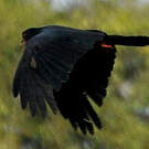 Caracara à gorge rouge