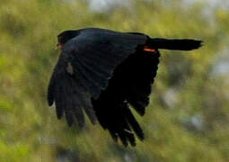 Red-throated Caracara