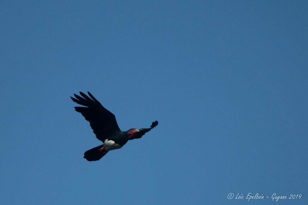 Caracara à gorge rouge