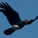Caracara à gorge rouge