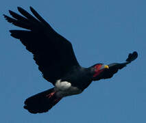 Red-throated Caracara