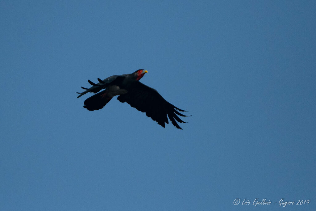 Caracara à gorge rouge