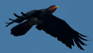 Red-throated Caracara