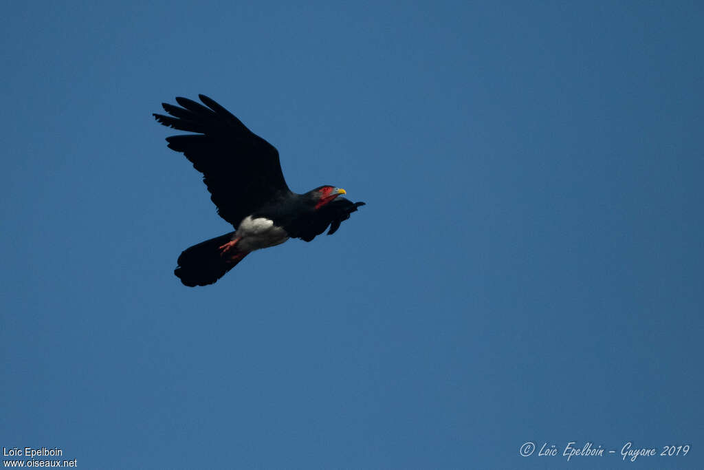 Red-throated Caracaraadult, Flight