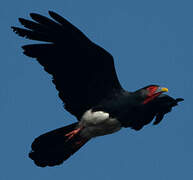 Red-throated Caracara